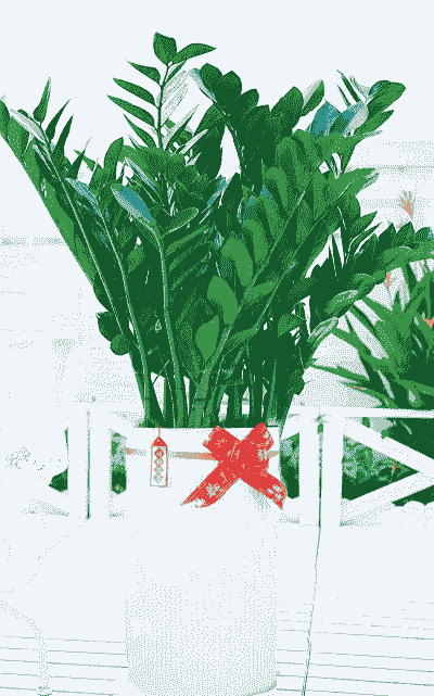 什么树种适合室内养 什么树种适合室内养