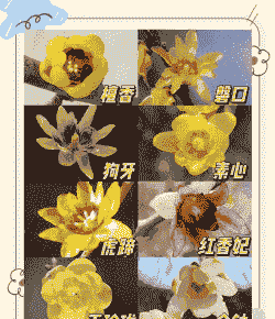 为什么那么喜欢腊梅