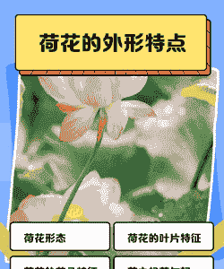 莲花的特征有哪些