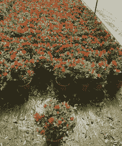 哪些花属于茜草科