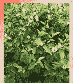 含笑花叶子什么形状