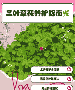 三叶草如何养好 三叶草如何养好