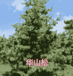 中国松树有哪些种类