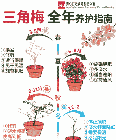 如何让三角梅冬季开花 如何让三角梅冬季开花
