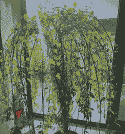 哪些盆栽花冬天冻不死