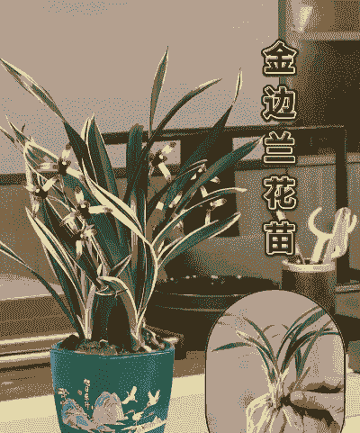 什么兰花最值钱的 什么兰花最值钱的