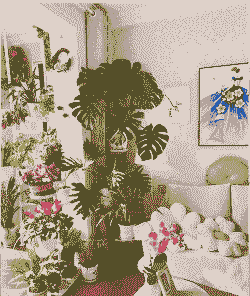 家庭室内放什么花