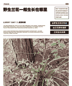 兰花分布在什么地区 兰花分布在什么地区