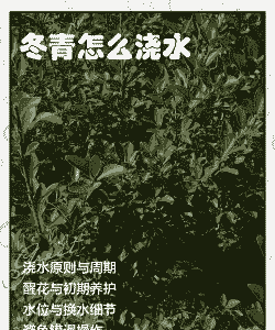 冬青什么时候施肥