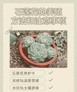 石莲花的养殖方法