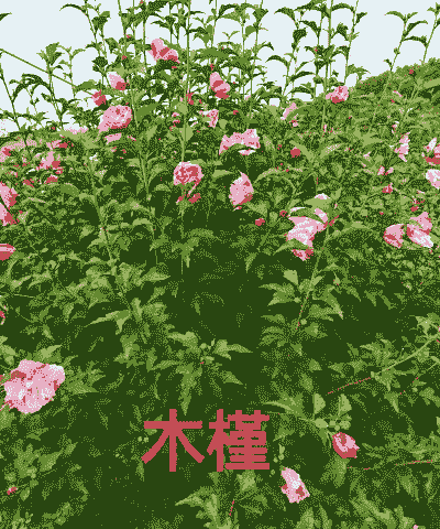 木槿还叫什么花 木槿还叫什么花