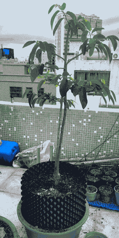 释迦用什么土壤最好 释迦用什么土壤最好