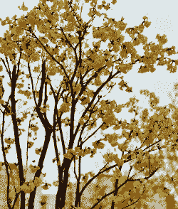 重庆的市花市树有哪些 重庆的市花市树有哪些