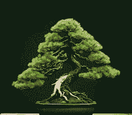 什么松树可以做盆景