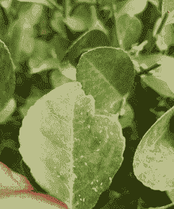 卫矛叶子为什么发黄 卫矛叶子为什么发黄