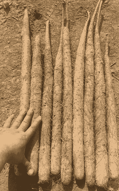 麻山药什么季节成熟