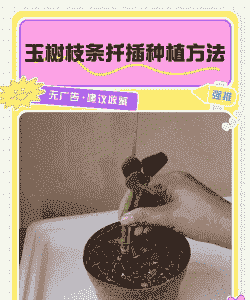 玉树怎么扦插