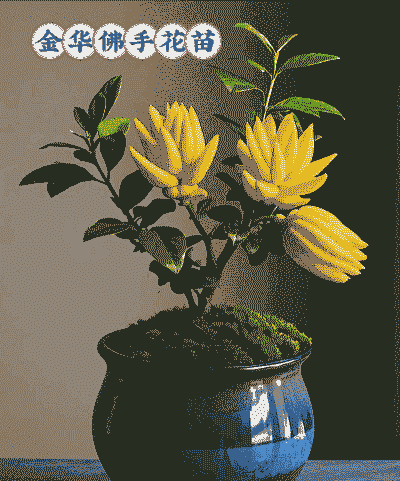 佛手的全部品种有哪些 佛手的全部品种有哪些