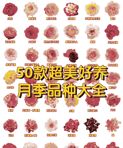 月季花哪些品种最好养