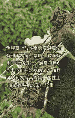 鱼腥草病虫害有哪些