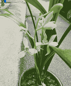 10月份兰花的有哪些