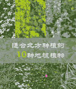 一般地被草有哪些