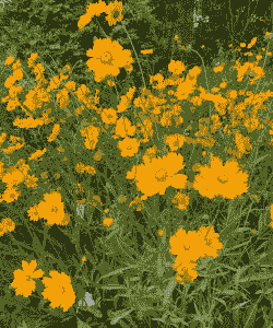 在路边最常见的花有哪些