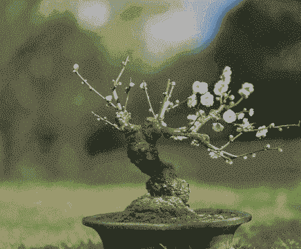 养梅花用什么花盆