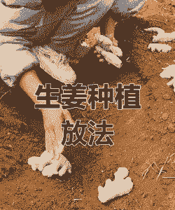 种姜用什么土壤