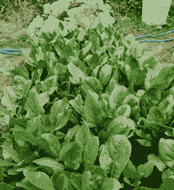 菠菜使用什么土更好