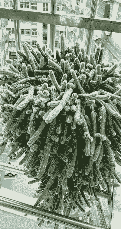 仙人掌类多肉有哪些品种