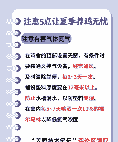 散养鸡需要注意什么
