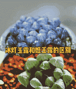 姬玉露和冰灯玉露区别