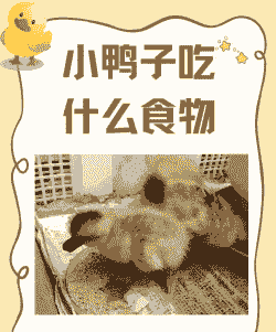 雏鸭子吃什么