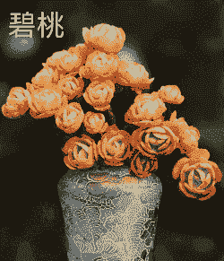 多肉植物碧桃怎么养