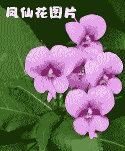 凤仙花具有什么颜色