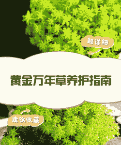 黄金万年草的四季养护方法
