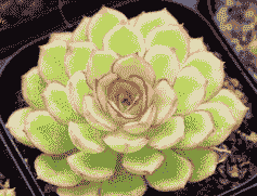 小红衣和小蓝衣的区别