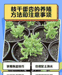 枝干番杏怎么养