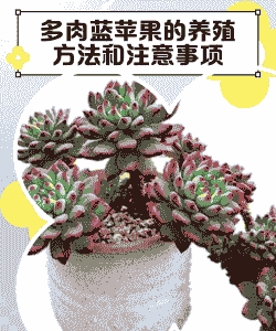 多肉蓝苹果怎么养