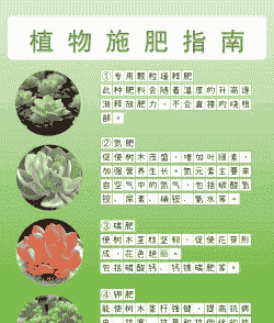 多肉怎么施肥才能更旺盛