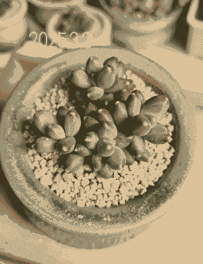 千代田之松和蓝黛莲有什么区别