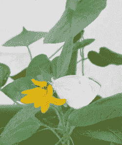 菜青虫会变成蝴蝶吗