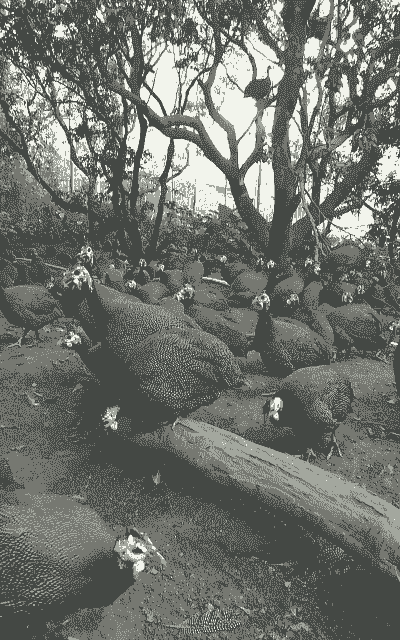 珍珠鸡能长多大多少斤