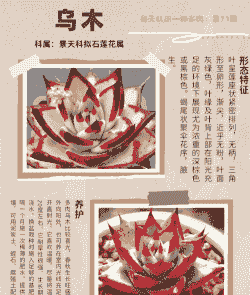 多肉植物的特点介绍