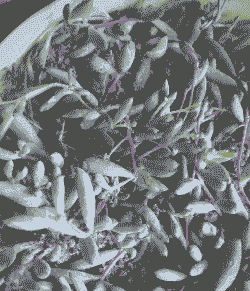 紫玄月叶子总是蔫的怎么回事