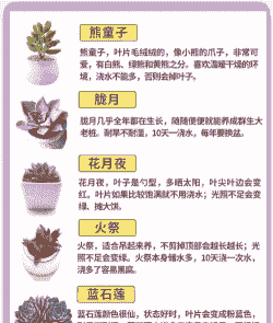 多肉怎么养才能更旺盛