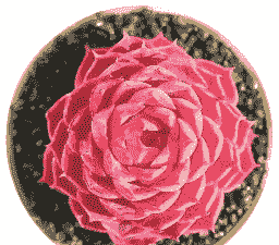 朱砂痣多肉的养殖方法和注意事项