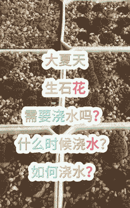 多肉度夏注意事项