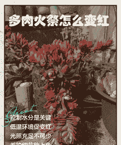 多肉变红是怎么回事